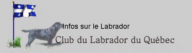 Infos sur le Labrador