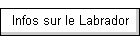 Infos sur le Labrador