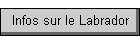 Infos sur le Labrador