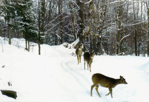 Chevreuils dans les bois (32 Ko)