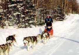 attelage de chiens le long du chemin (11 Ko)