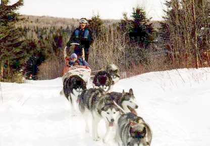 Attelage de chiens dans le champ (18 Ko)