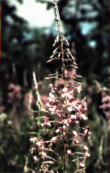 pilobe, fleur emblme (23 Ko)