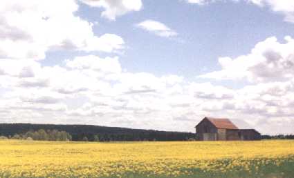 grange dans un champ de fleurs jaunes (17 Ko)