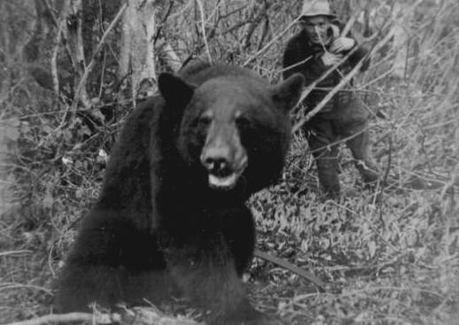 Un ours suivi par un homme; qui est-ce?? (34 Ko)