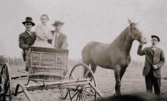 Cheval prt pour l'attelage (24 Ko)