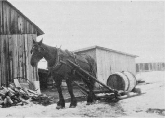 Transport de l'eau par le cheval (23 Ko)